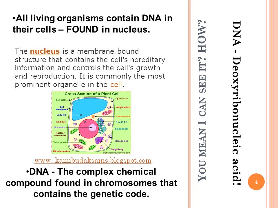 An introduction to the deoxyribonucleic acid in the living beings structure